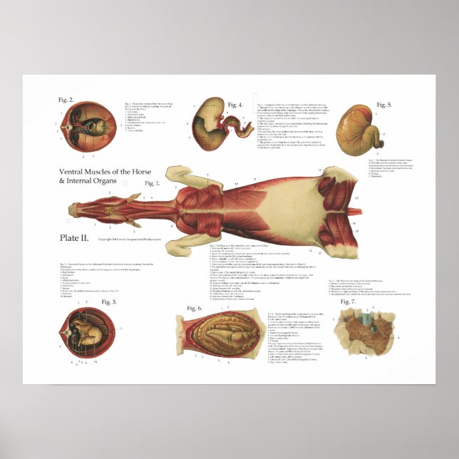 Horse Muscles Viscera Anatomy Poster Chart (Front)