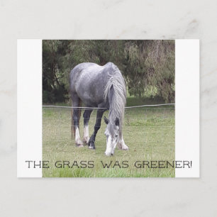 Horse 'n fence! postcard