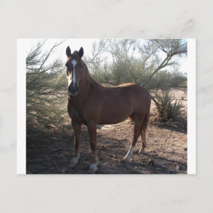 Horse near highway 89 postcard