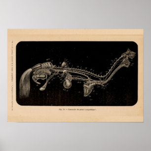 Horse Nerve Anatomy French Vintage Print