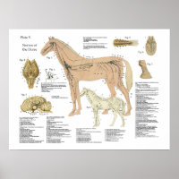 Horse Nervous System Anatomy Poster Chart