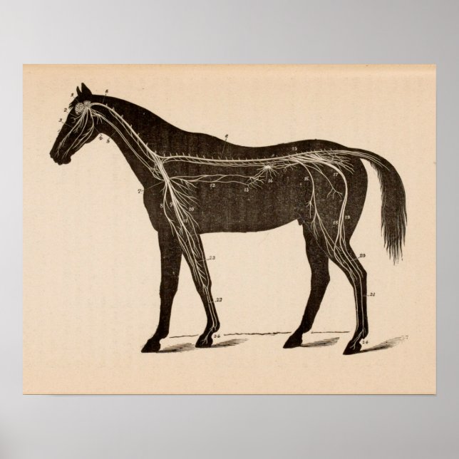 Horse Nervous System Anatomy Vintage Print (Front)