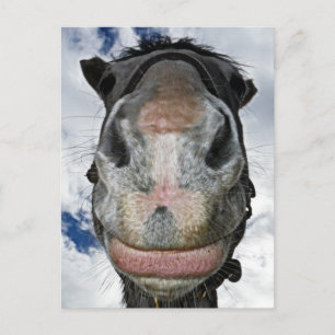 Horse Nose Knows! Funny Smiling Horse Postcard