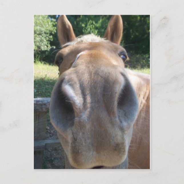 Horse Nose Postcard (Front)