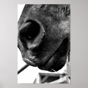 Horse nose poster