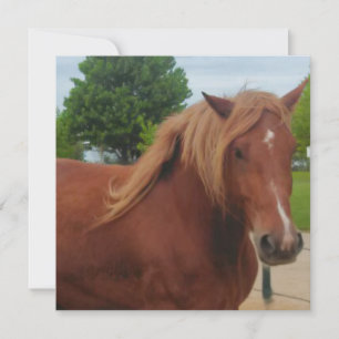Horse Note Card   Elegant Equestrian Greeting Card