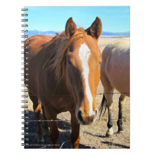 Horse Notebook