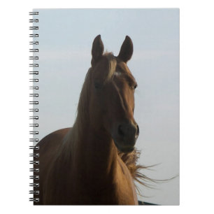 Horse notebook