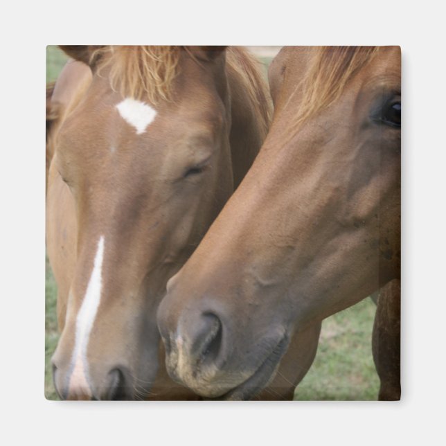 Horse Nuzzle Square Magnet (Front)