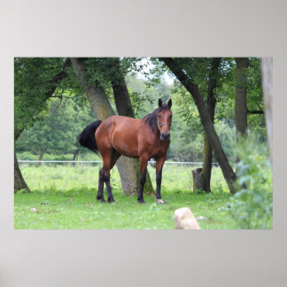 Horse of Course - 0037 Poster