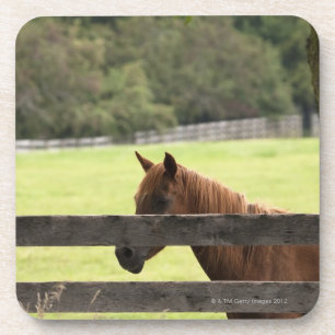 Horse on a farm relaxing by a tree coaster