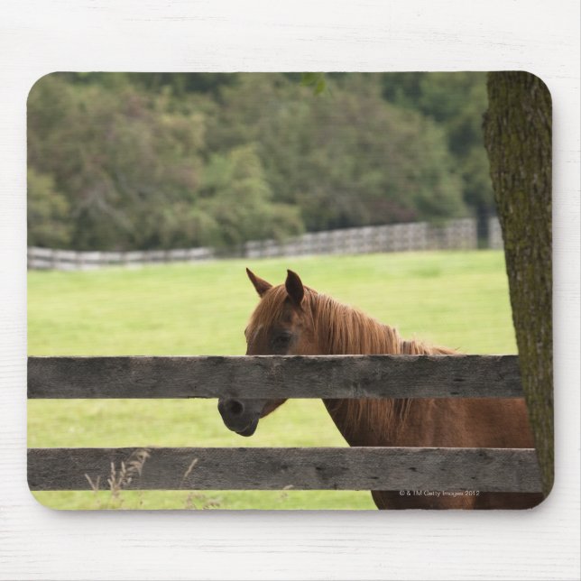 Horse on a farm relaxing by a tree mouse pad (Front)