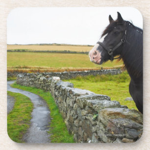 Horse on farm in rural England Coaster