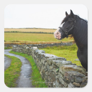 Horse on farm in rural England Square Sticker