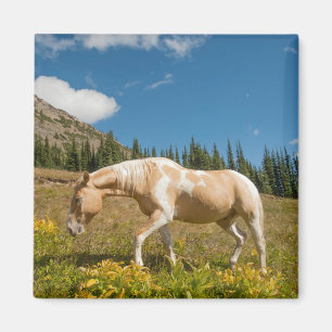 Horse on Grasses in an Alpine Meadow in Summer Magnet