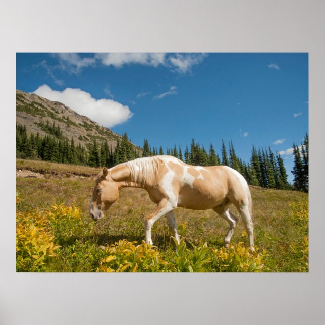 Horse on Grasses in an Alpine Meadow in Summer Poster (Front)