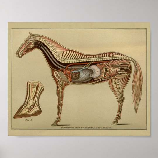 Horse Organ Internal Anatomy Print