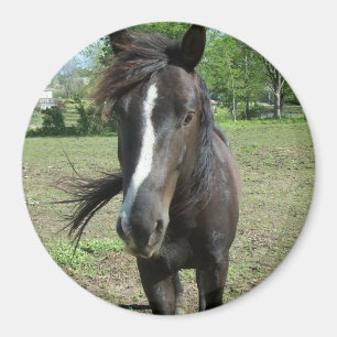 Horse Paint Magnet