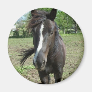 Horse Paint Magnet