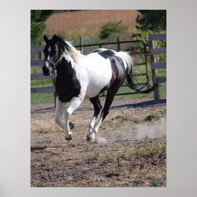 Horse/Paint Pinto Poster (Front)