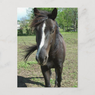 Horse Paint Postcard