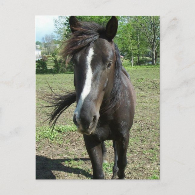 Horse Paint Postcard (Front)