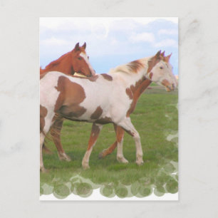 Horse Pair Postcard