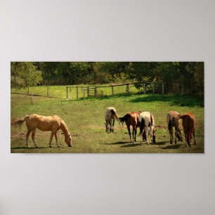 Horse Pasture Poster