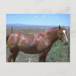 Horse Pasture Scene Postcard