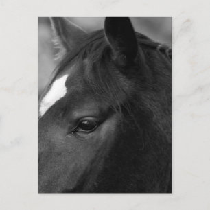 Horse pccna postcard