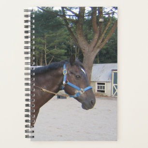 Horse Photo Equine Paddock Stable Planner