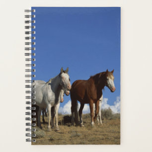 Horse Photo Equine Standing Horses Western Pasture Planner