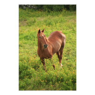 Horse Photo Print
