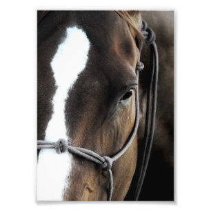 Horse Photo Print