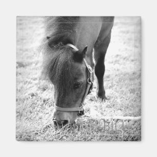 Horse Photo Timeless Keepsake Black White Pet Love Magnet