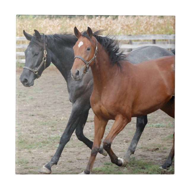 Horse Play Ceramic Tile (Front)