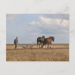 Horse Ploughing: Great Dorset Steam Fair Postcard