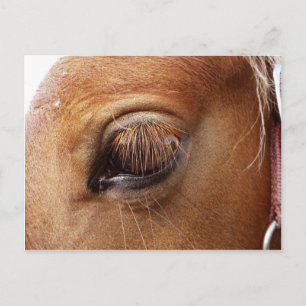 Horse / Pony Eye Close Up - Horse Photography Postcard