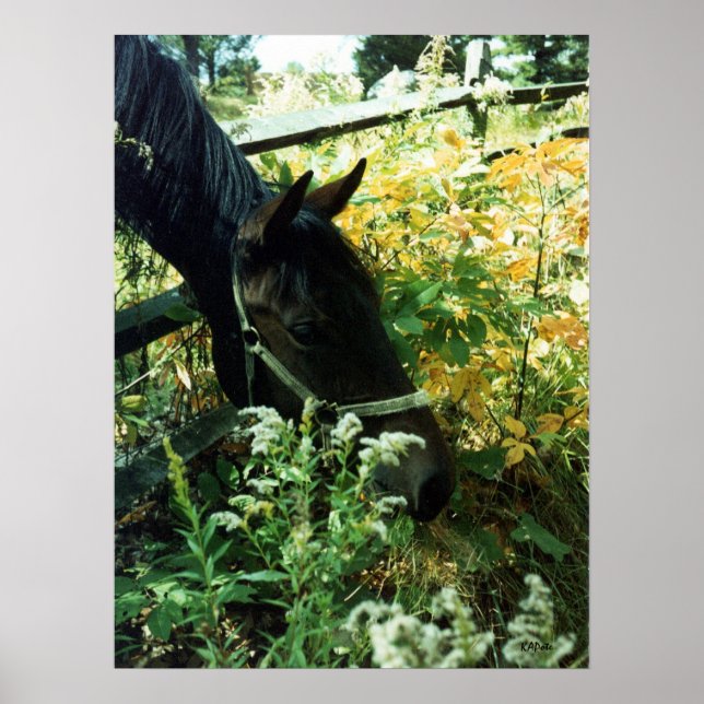 Horse Portrait l Poster (Front)
