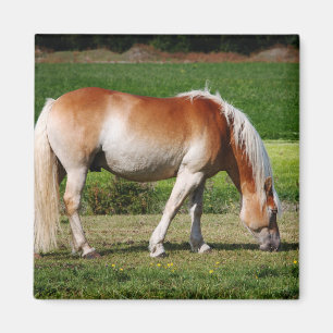 Horse portrait magnet