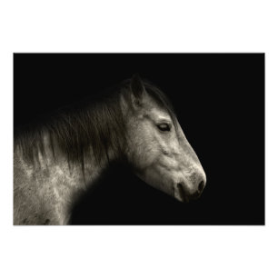 Horse portrait photo print