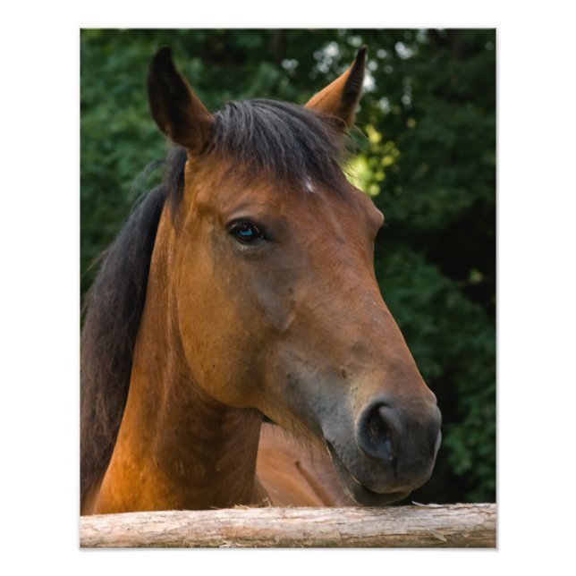 Horse Portrait Photo Print (Front)