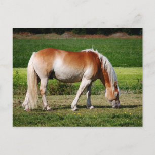 Horse portrait postcard