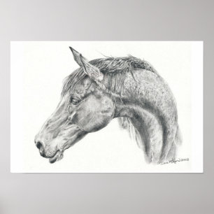 Horse portrait poster in graphite pencil drawing