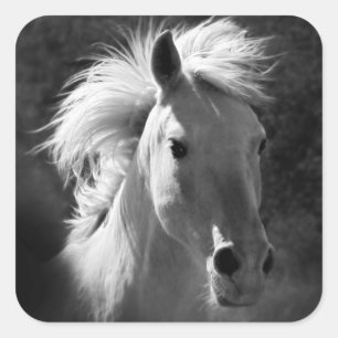 Horse Portrait V Square Sticker