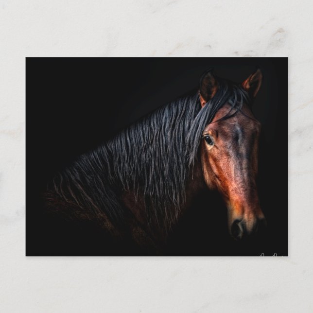 Horse Portrait VII Postcard (Front)