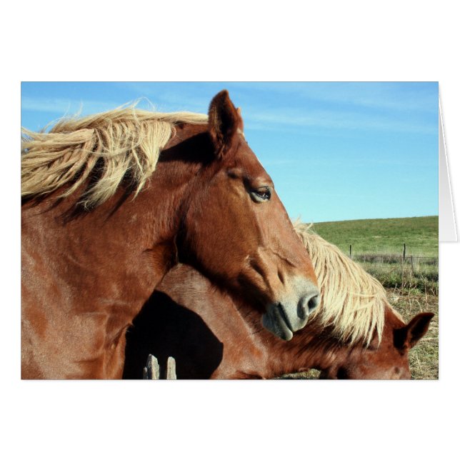 Horse Portriat (Front Horizontal)