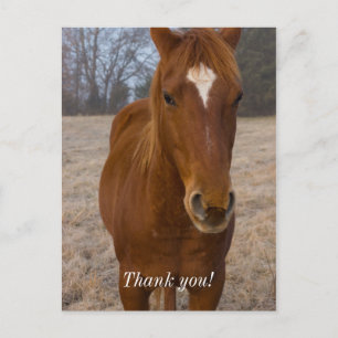 Horse Pose Thank You Postcard