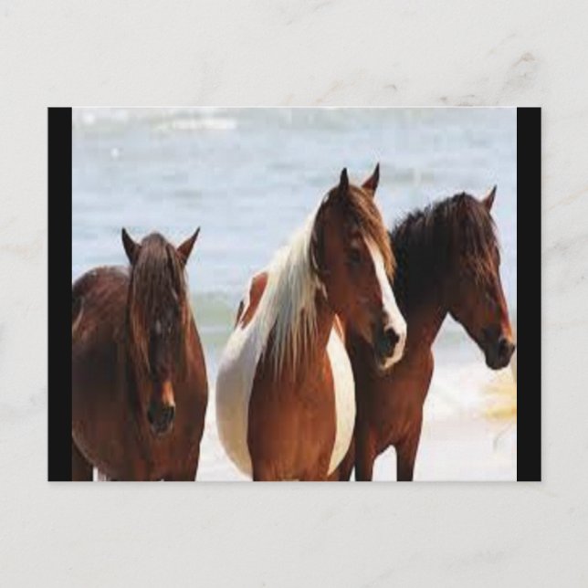 Horse Postcard (Front)