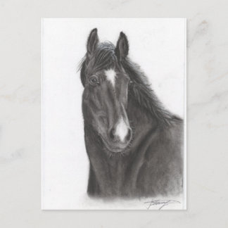 Horse Postcard